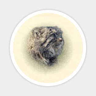 Manul-Pallas's cat Magnet